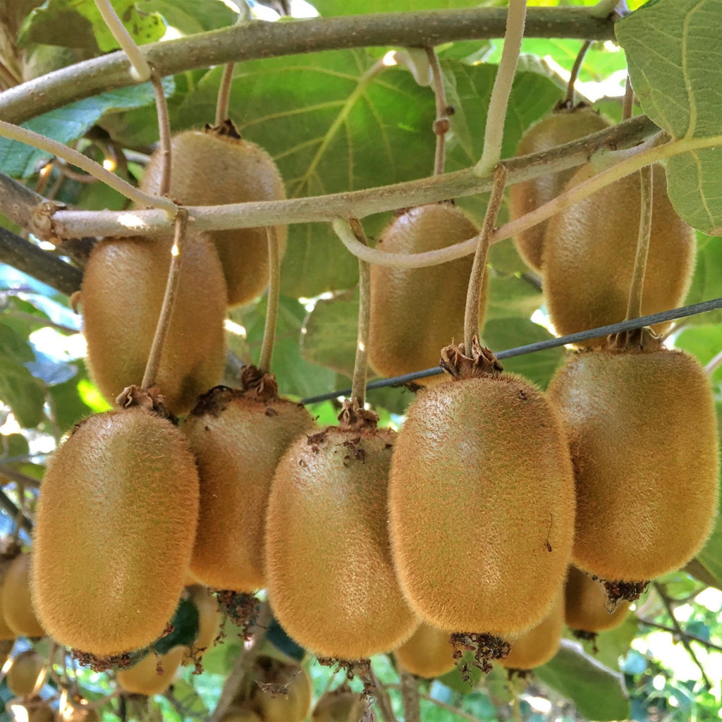 Fruitplant - Acitinidia deliciosa Hayward - Kiwiplant - Vrouwelijk - Groene Vrucht - 2 Planten - Pot 15cm - Hoogte 50cm