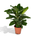 Calathea Zebrina - Pauwenplant - Ø19cm - ↕75cm