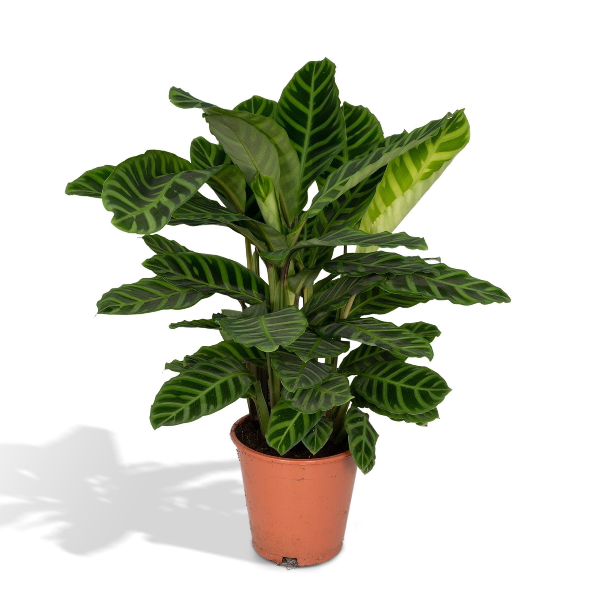 Calathea Zebrina - Pauwenplant - Ø19cm - ↕75cm