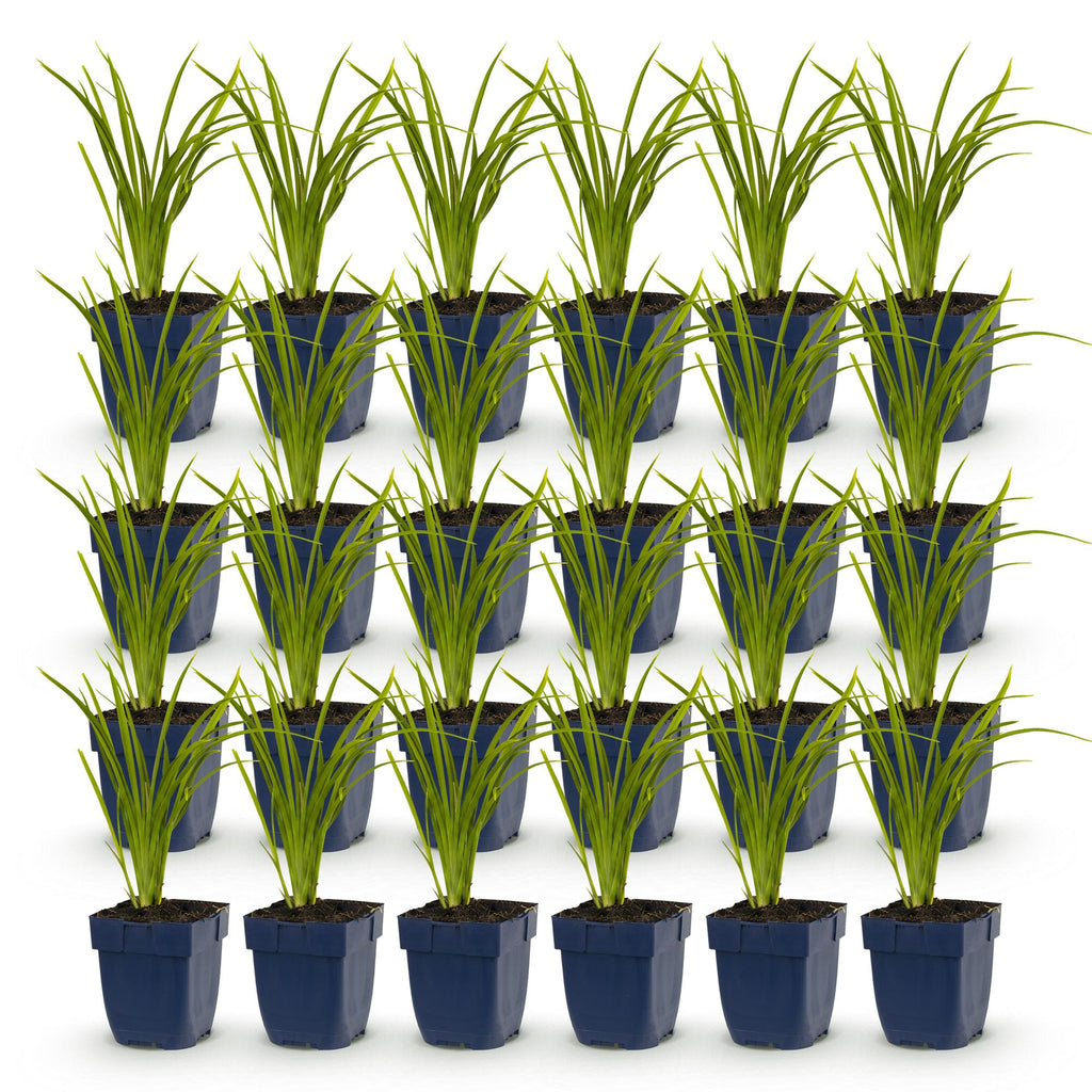 Vasteplant - Hemerocallis Autumn Red - Daglelie - Bijen en Vlinderlokkers - Rood - 24 Planten - Pot 11cm - Hoogte 15-25cm
