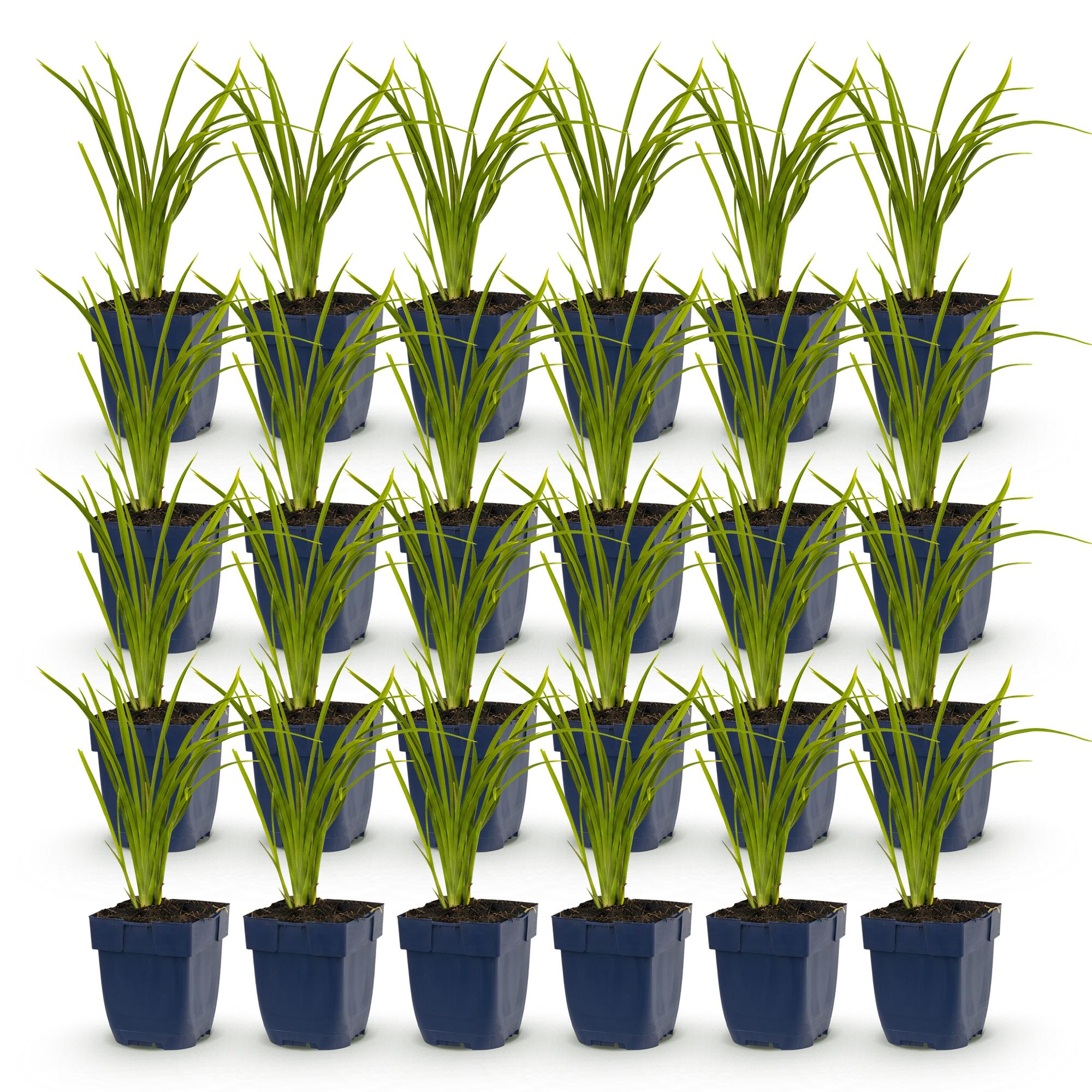 Vasteplant - Hemerocallis Autumn Red - Daglelie - Bijen en Vlinderlokkers - Rood - 24 Planten - Pot 11cm - Hoogte 15-25cm