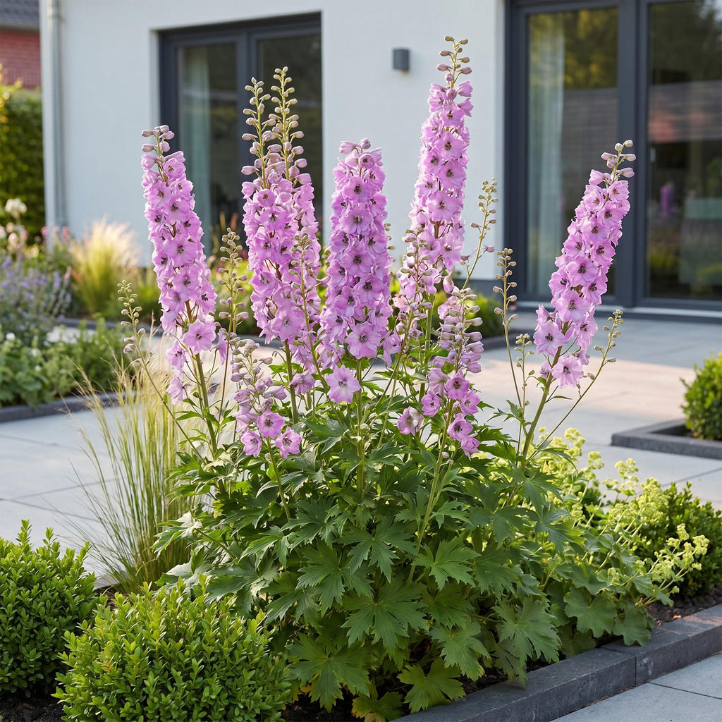 Vasteplant - Delphinium (P) Astolat - Ridderspoor - Bijen en Vlinderlokkers - Roze - 3 Planten - Pot 11cm - Hoogte 15-25cm