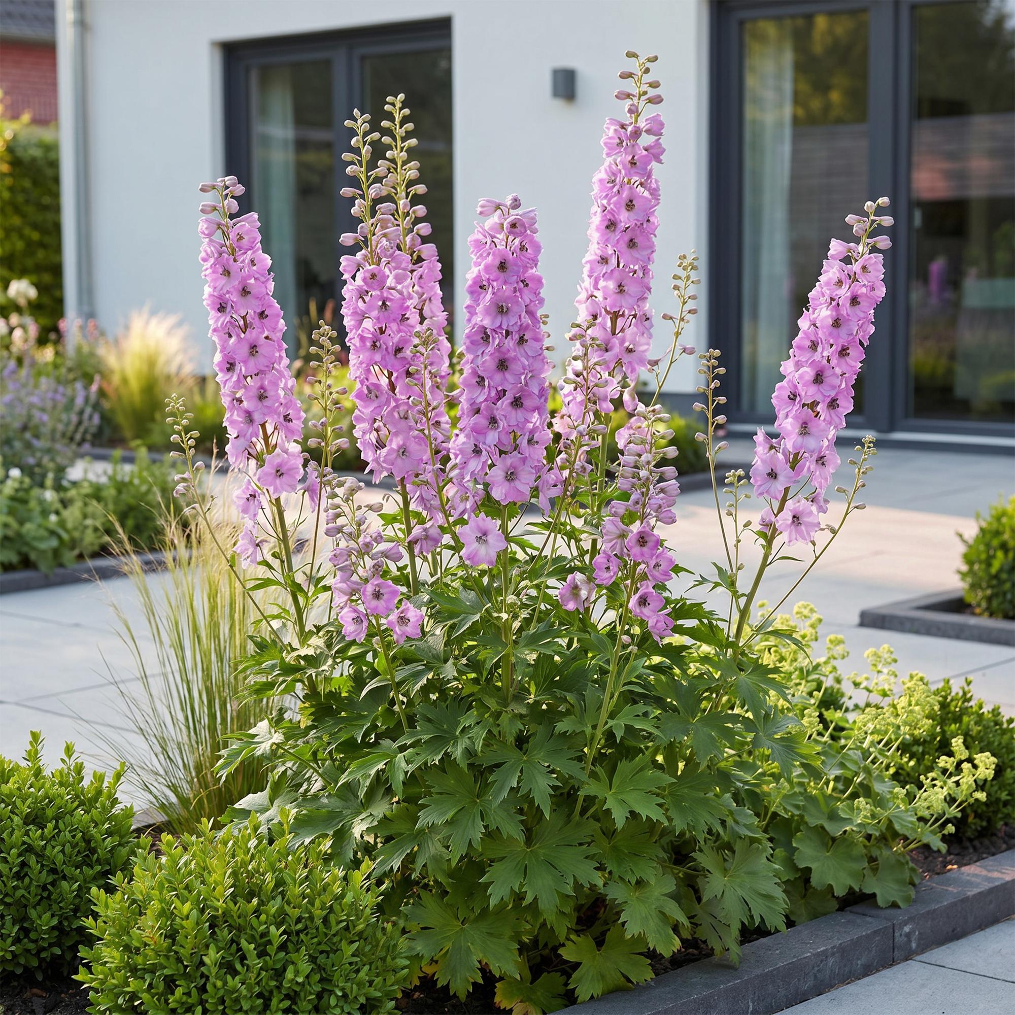 Vasteplant - Delphinium (P) Astolat - Ridderspoor - Bijen en Vlinderlokkers - Roze - 3 Planten - Pot 11cm - Hoogte 15-25cm
