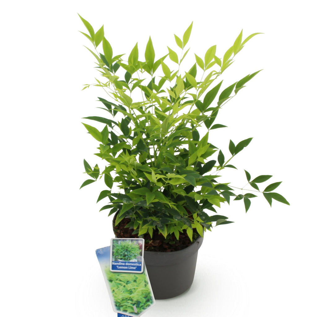 Tuinplant - Nandina Lemon & Lime - Geel - 1 Plant - Groenblijvend - Weinig Onderhoud - Pot 17cm Hoogte 45cm