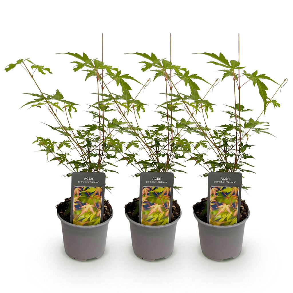 Tuinplant - Acer palmatum Sangokaku - Groen - 3 Planten - Bladverliezend - Weing Onderhoud - Pot 12cm Hoogte 35cm