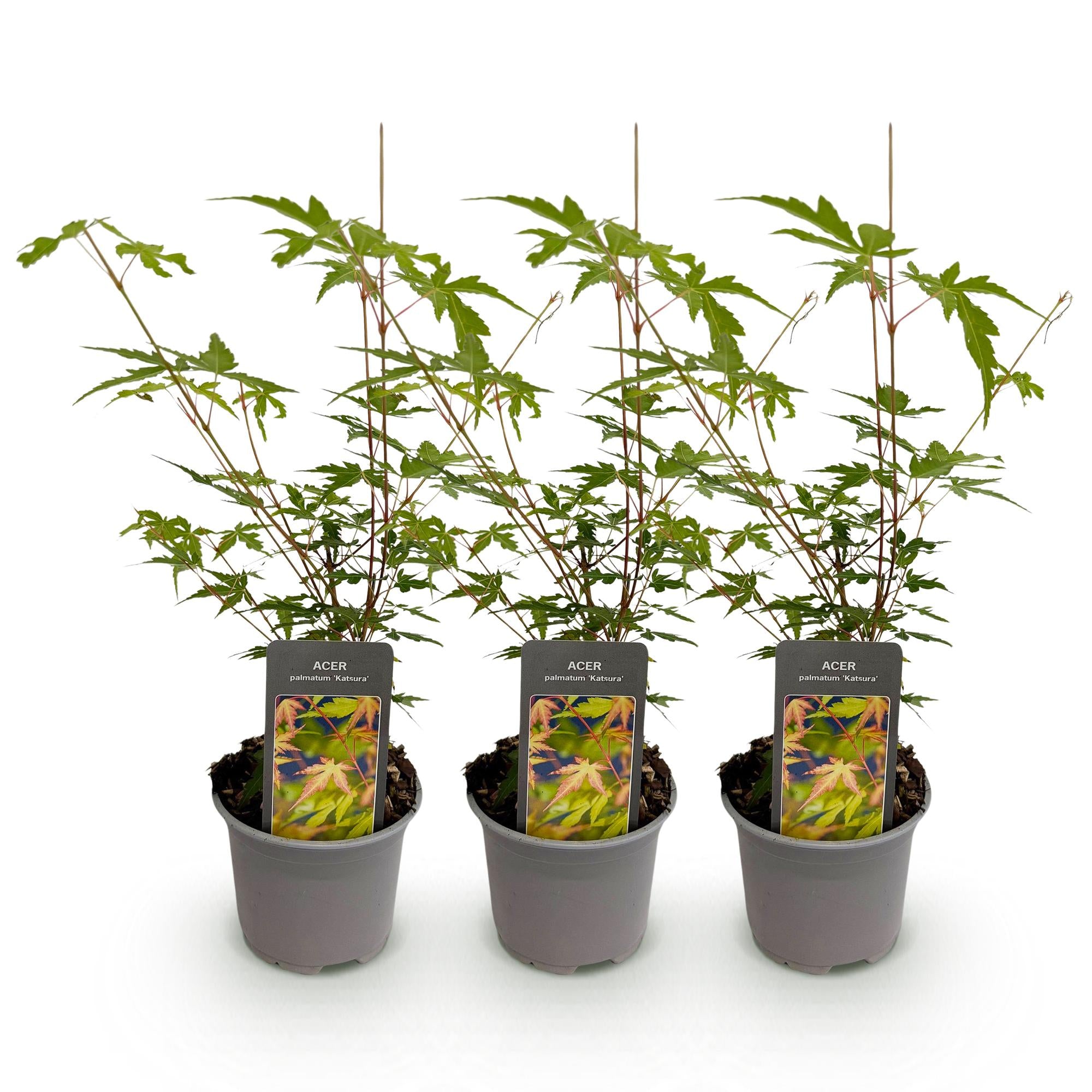 Tuinplant - Acer palmatum Sangokaku - Groen - 3 Planten - Bladverliezend - Weing Onderhoud - Pot 12cm Hoogte 35cm