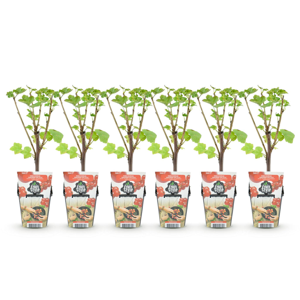 Fruitplanten - Rode Bes - Ribes rubrum Jonkheer van Tets  - Winterhard - 6 Planten - Pot 9 cm - Rode Bes