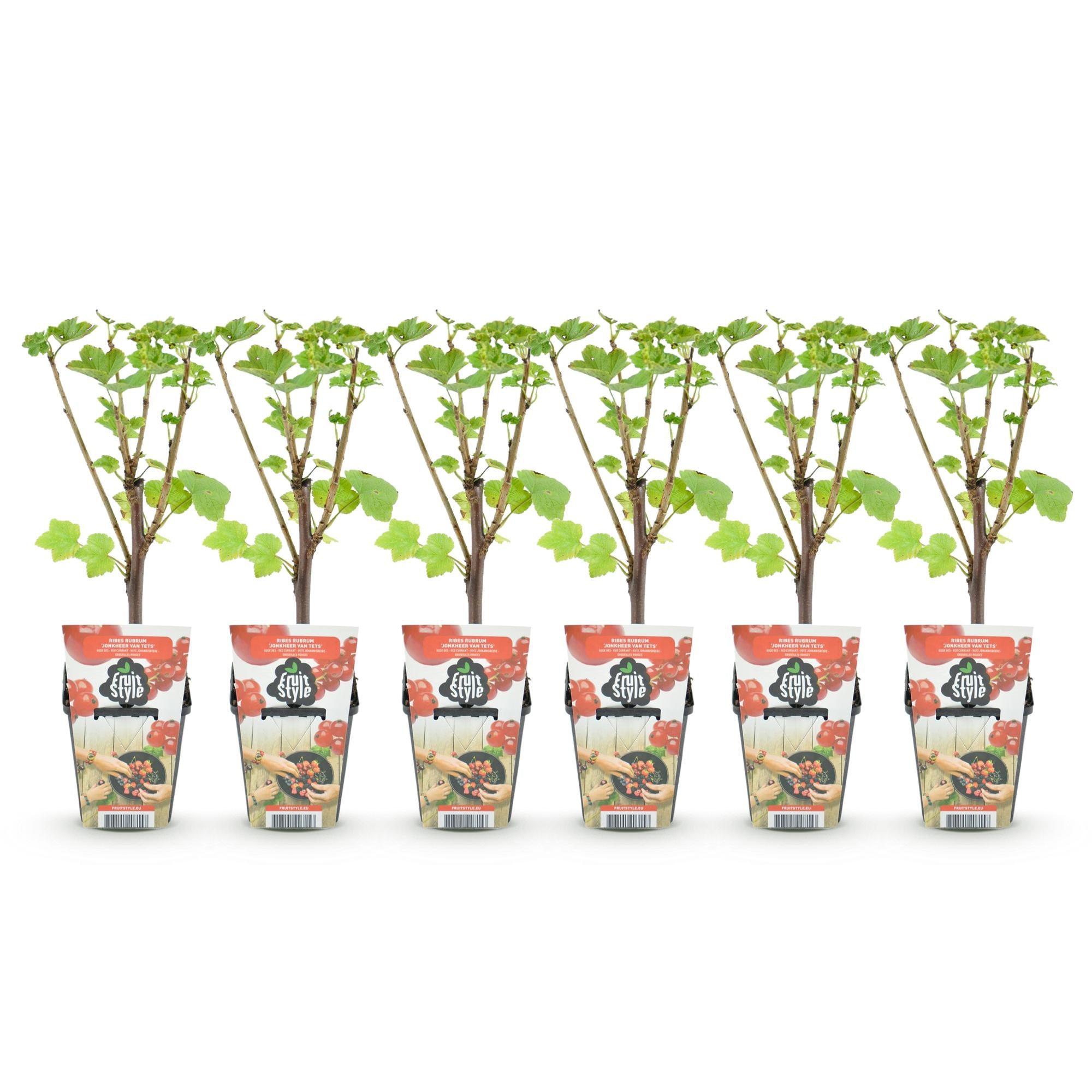 Fruitplanten - Rode Bes - Ribes rubrum Jonkheer van Tets  - Winterhard - 6 Planten - Pot 9 cm - Rode Bes