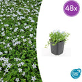 48x Isotoma fluviatilis 'Alba'- ↕10-25cm - Ø9cm