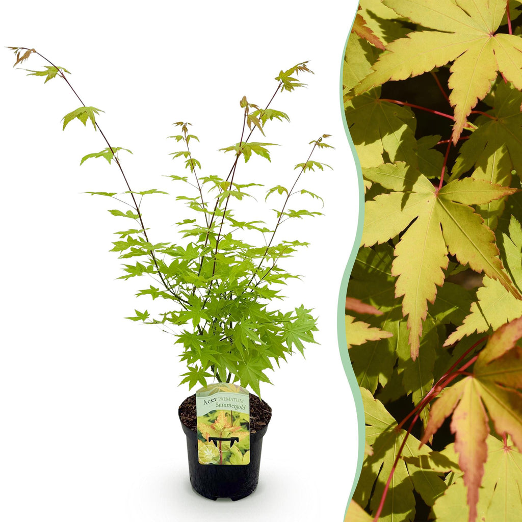 Terrasplant - Japanse Esdoorn - Acer palmatum Summergold - Geel - 1 Plant - Bladverliezend - Pot 19cm Hoogte 70cm