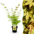 Terrasplant - Japanse Esdoorn - Acer palmatum Summergold - Geel - 1 Plant - Bladverliezend - Pot 19cm Hoogte 70cm