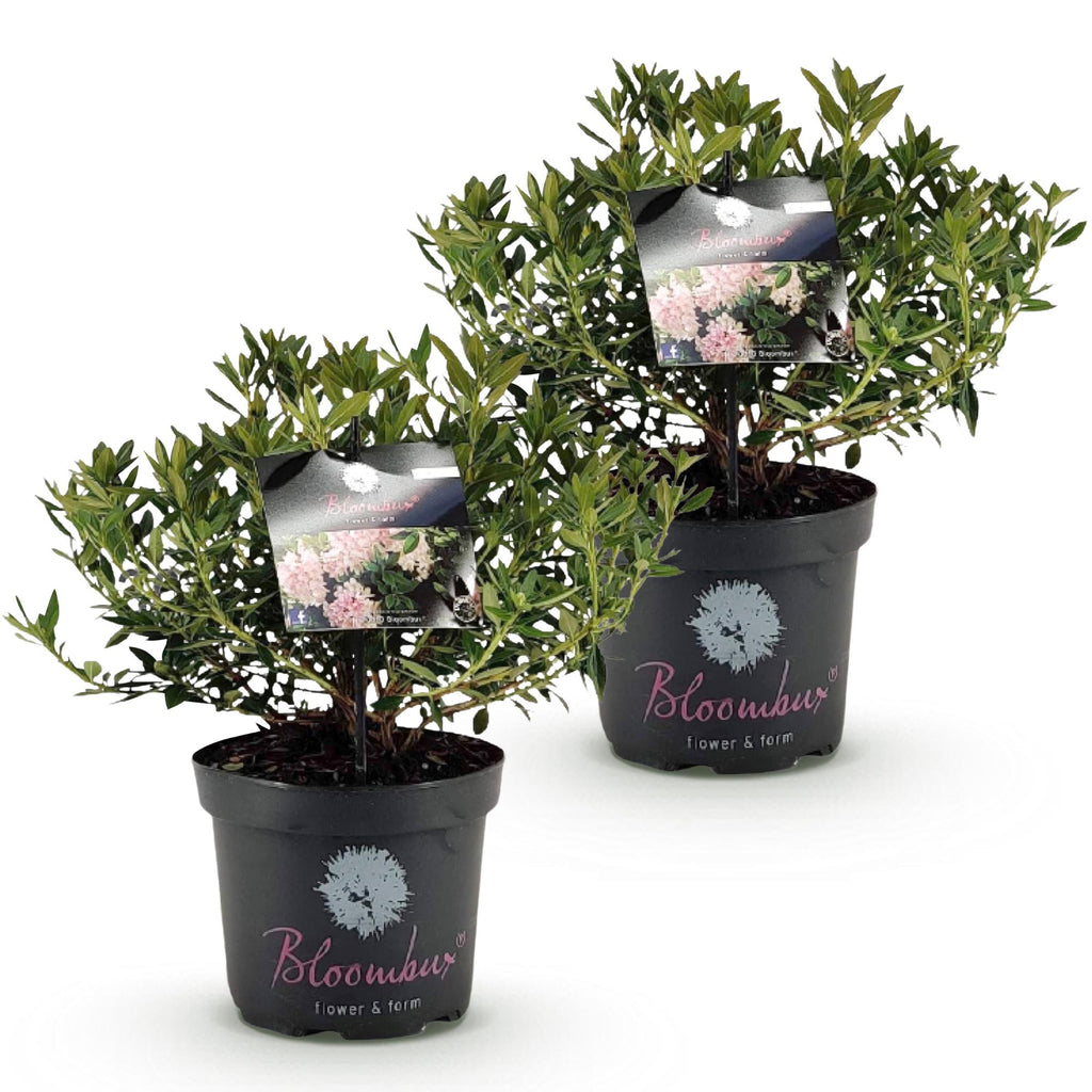 Dwerg Rhododendron - Rhododendron Bloombux Light Pink - Bloeiende Buxus - Weinig Onderhoud - Licht Roze Bloem - 2 Planten - Pot 23cm - Hoogte 45-55cm
