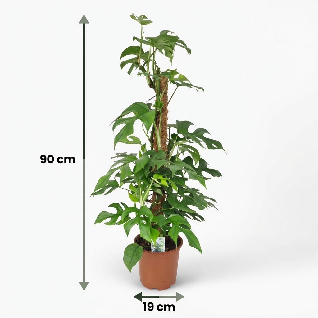 Kamerplant - Mini Gatenplant - Monstera Minima Mosstok - Groen - Weinig onderhoud - 1 Plant - Pot 19cm - Hoogte 90cm