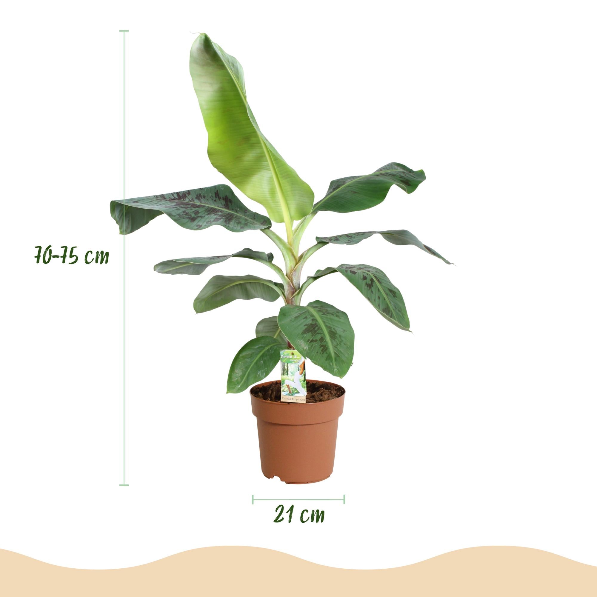 Kamerplanten - Musa acuminata Dwarf Cavendisch - Bananenplant - Weinig onderhoud - Groen - 1 Plant - met Potter Wit - Pot 21cm - Hoogte 70-75cm