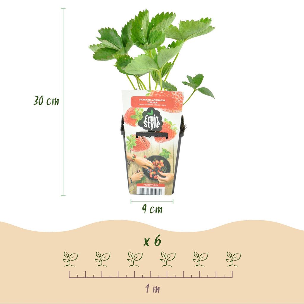 Fruitplanten - Aardbei - Fragaria Maxim - Winterhard - 3 Planten - Pot 9 cm - Rode Aardbei