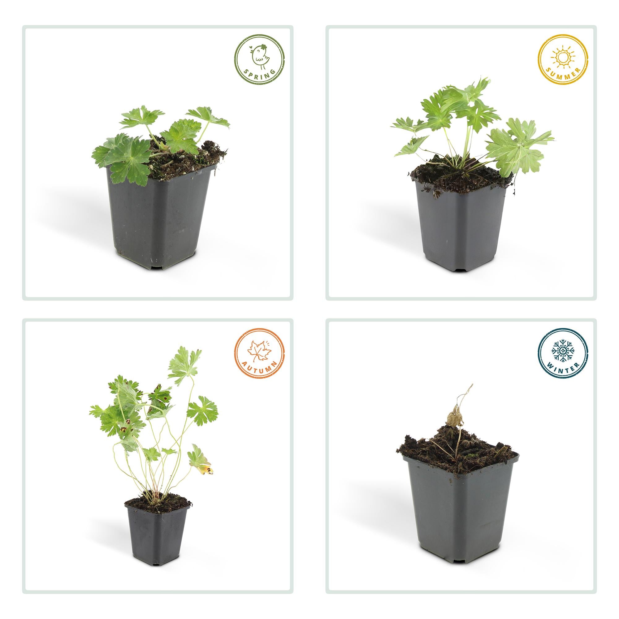 24x Geranium Rozanne - ↕10-25cm - Ø9cm