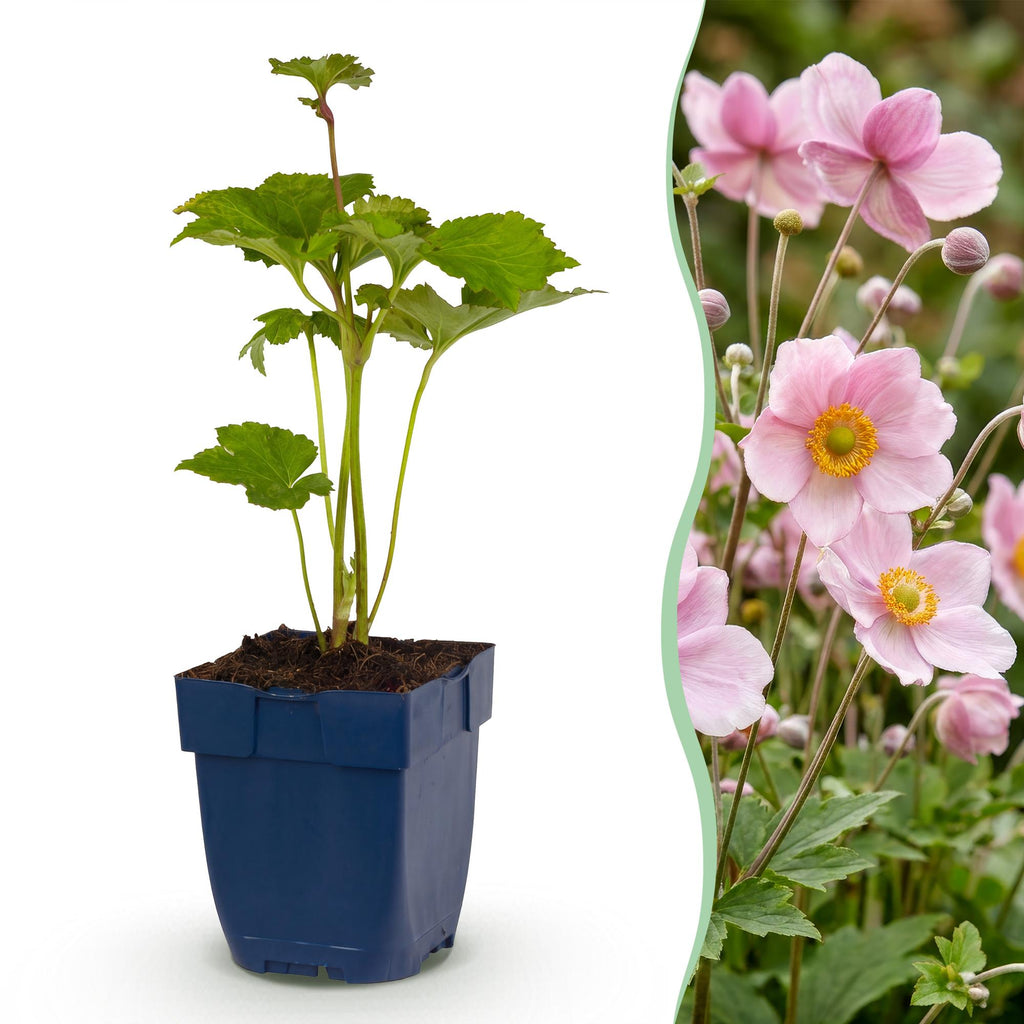 Vasteplant - Anemone hybr. Kön. Charlotte - Herfst Anemoon - Schaduw - Roze - 1 Plant - Pot 11cm - Hoogte 15-25cm