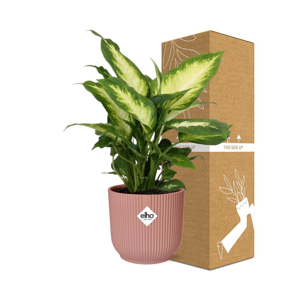 Dieffenbachia ‘Camilla’ in ELHO Vibes Fold 14cm roze