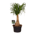Beaucarnea Nolina - Ø19 ↕60