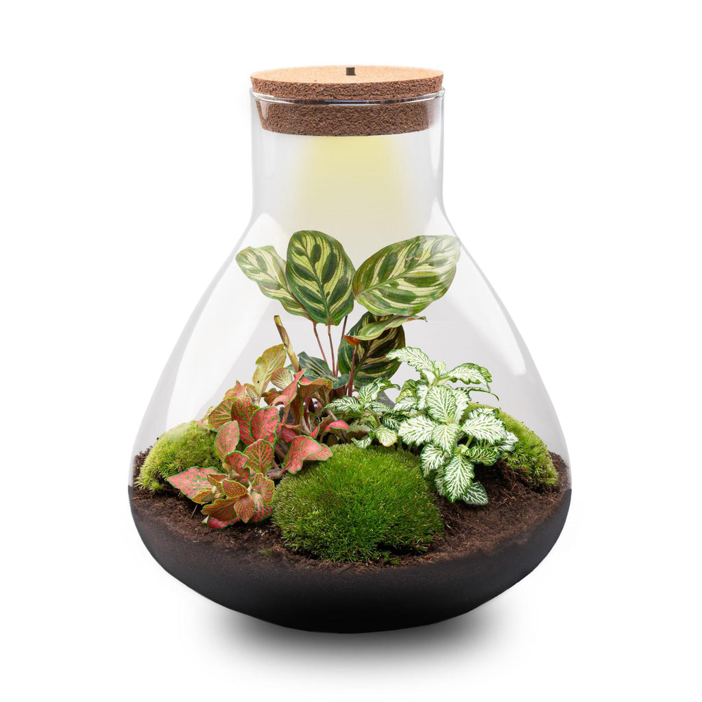 DIY Planten terrarium met licht - Sam XL Red - Ø 30 cm ↑ 32 cm - Rake + Shovel + Tweezer + Scissors