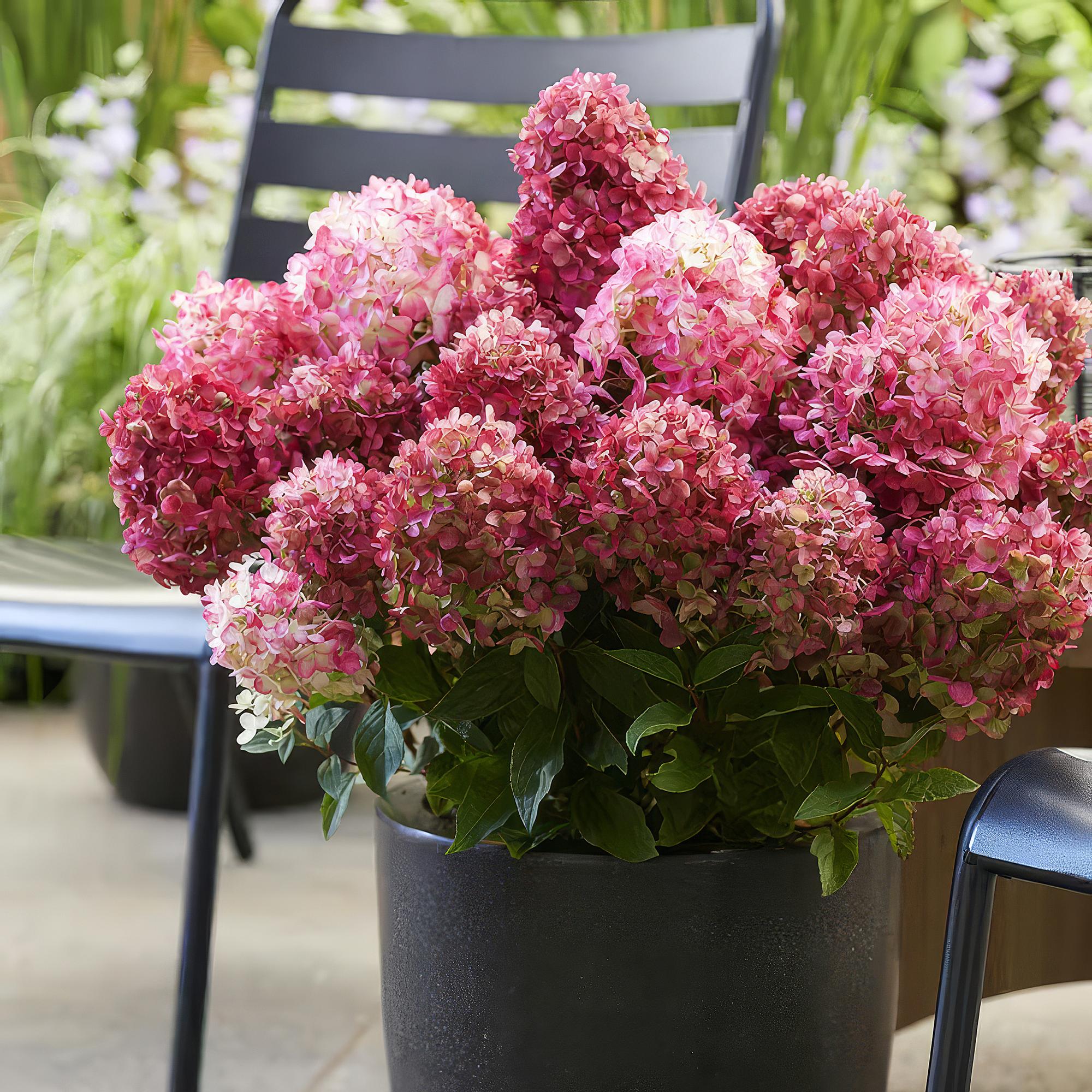 Tuinplant - Hydrangea panniculata Living Little Rosy - Pluimhortensia - Winterhard - Roze - 3 Planten - Pot 12cm - Hoogte Hoogte 20-30cm