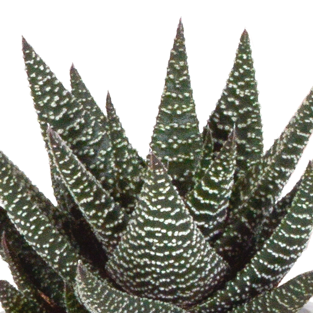 Gasteria/Haworthia mix 8,5cm - 3x - in Mexicaanse pot