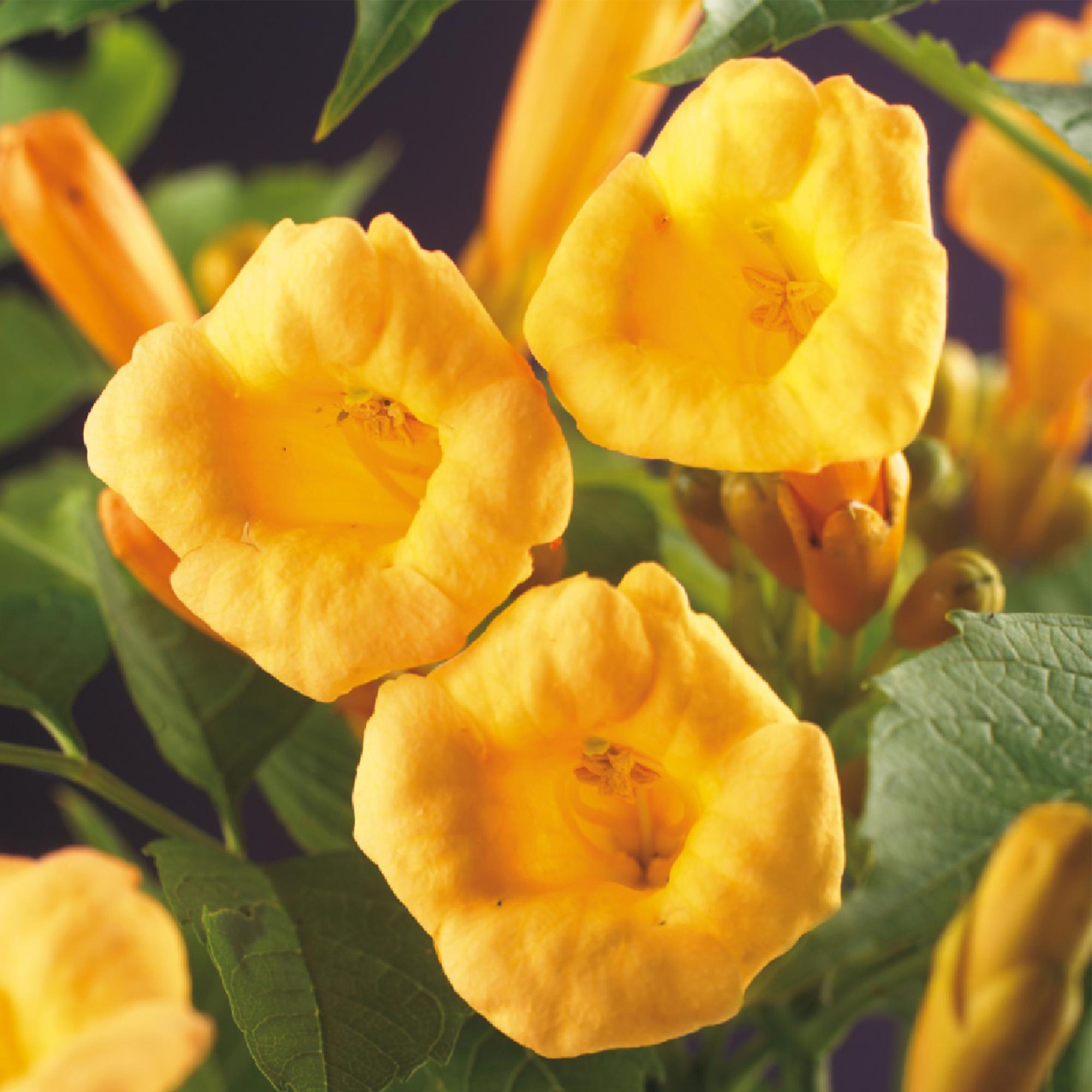 Trompetbloem - Campsis radicans Flave - Bloem Geel - Weinig onderhoud - 2 planten - Pot 11cm Hoogte 40cm