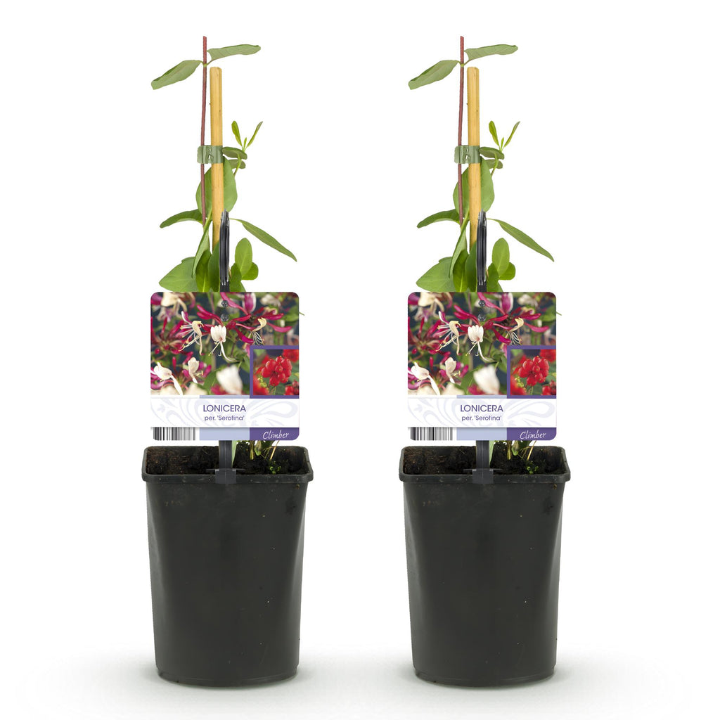 Kamperfoelie - Lonicera Serotina - Bloem Roze met Wit - Weinig onderhoud - 2 planten - Pot 11cm Hoogte 40cm