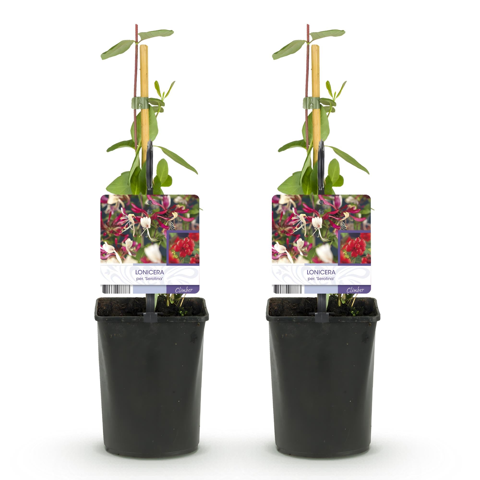 Kamperfoelie - Lonicera Serotina - Bloem Roze met Wit - Weinig onderhoud - 2 planten - Pot 11cm Hoogte 40cm