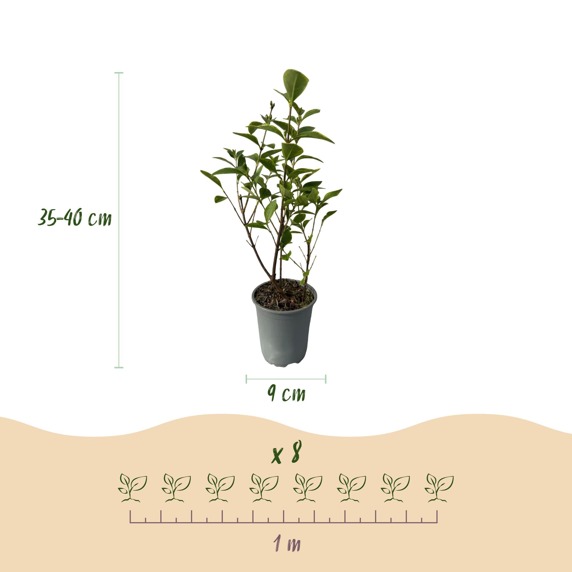 8x Ligustrum ovalifolium Aureum - Bontbladige Liguster - Haagplanten - Groenblijvend - Bont - Pot 9cm - Hoogte 35-45cm