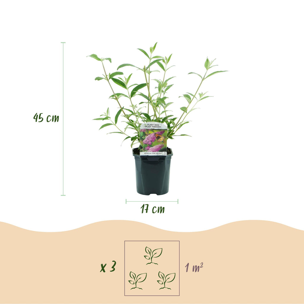 Tuinplant - Buddleja davidii Pink Delight - Vlinderstruik - Winterhard - Roze - 1 Plant - Pot 17cm - Hoogte 45cm