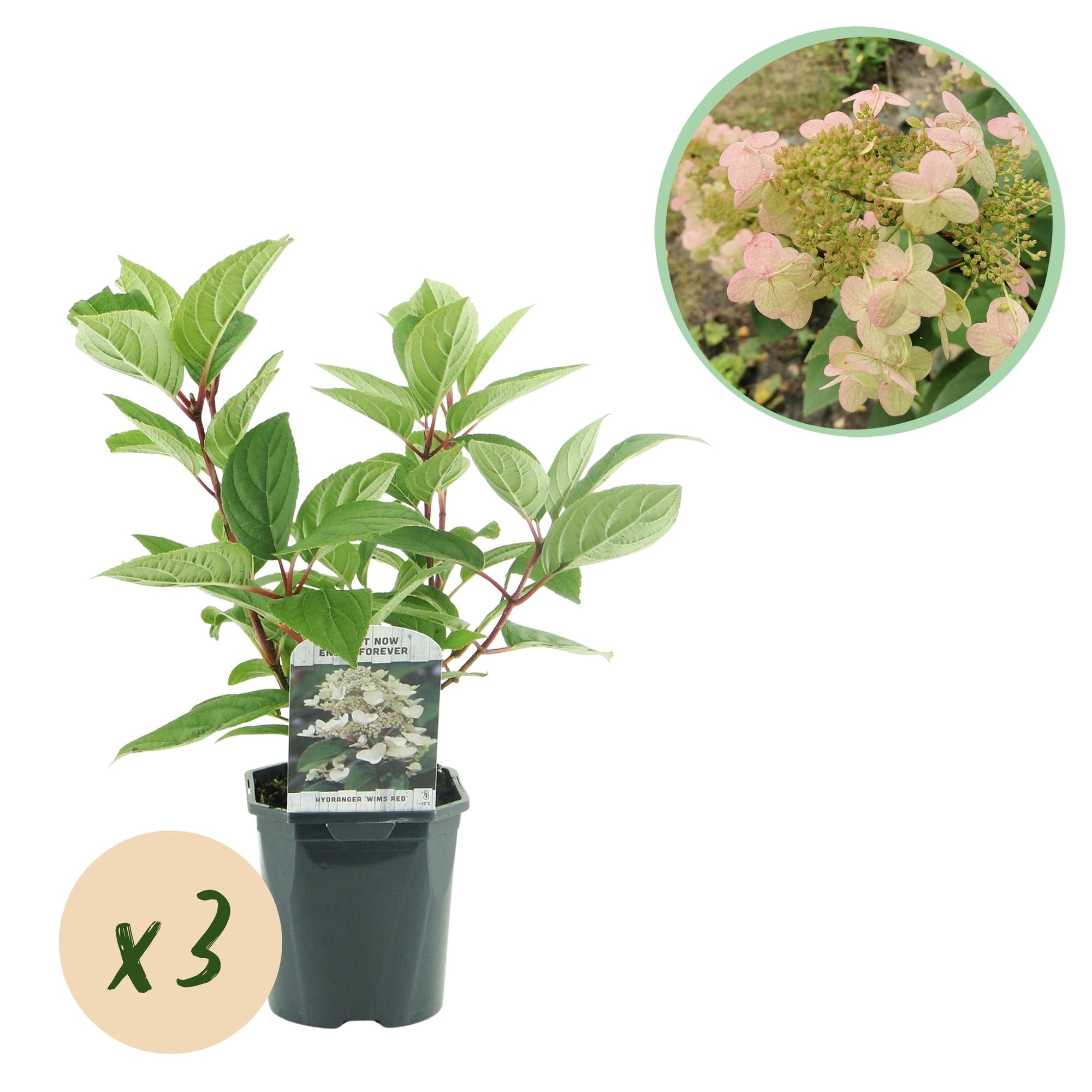 Pluim Hortensia - Hydrangea panniculata Wims Red - Bloem Wit Rood  - 3 Planten - 1 m2 - Bladverliezend - Grote Bloemen - Pot 17cm Hoogte 50cm