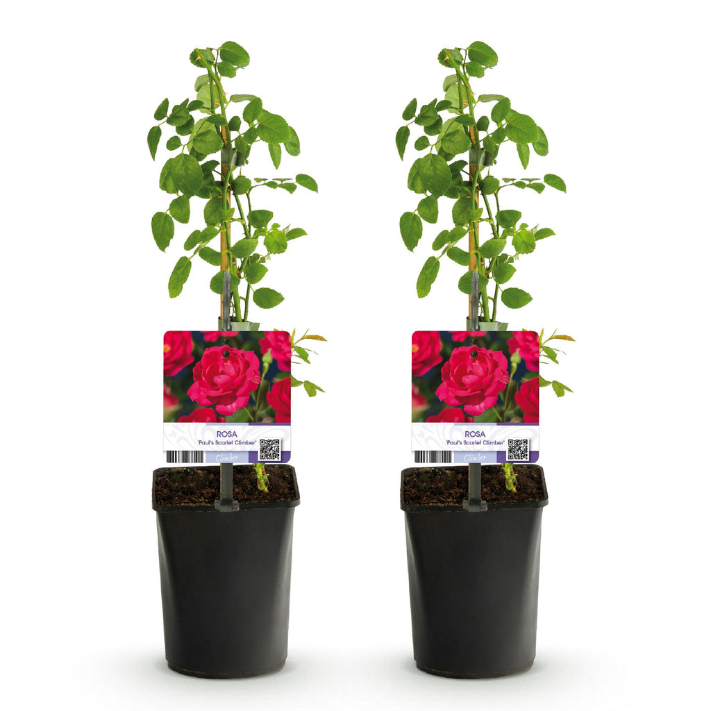 Klimroos - Rosa Paul Scarlet Climber - Bloem Rood - Weinig onderhoud - 2 planten - Pot 11cm Hoogte 40cm