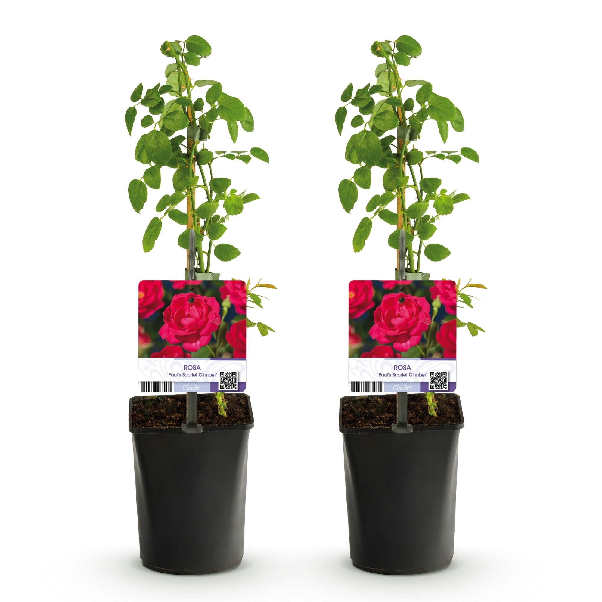 Klimroos - Rosa Paul Scarlet Climber - Bloem Rood - Weinig onderhoud - 2 planten - Pot 11cm Hoogte 40cm