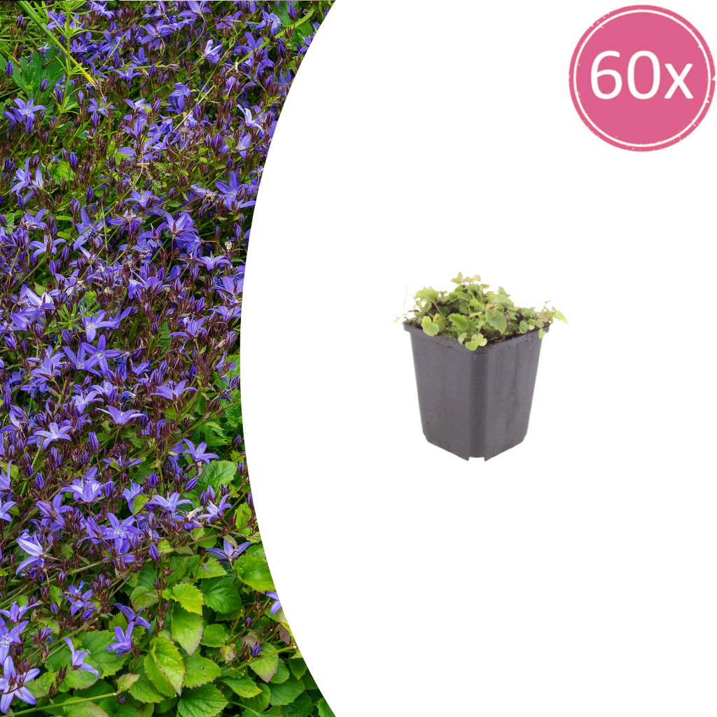60x Campanula poscharskyana - ↕10-25cm - Ø9cm