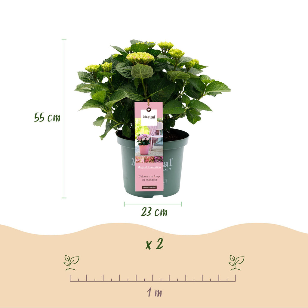 Terrasplant - Hortensia - Hydrangea Magical Revolution Pink - Pink - 6-10 Bloemen - 2 Planten - Pot 23cm Hoogte 55cm
