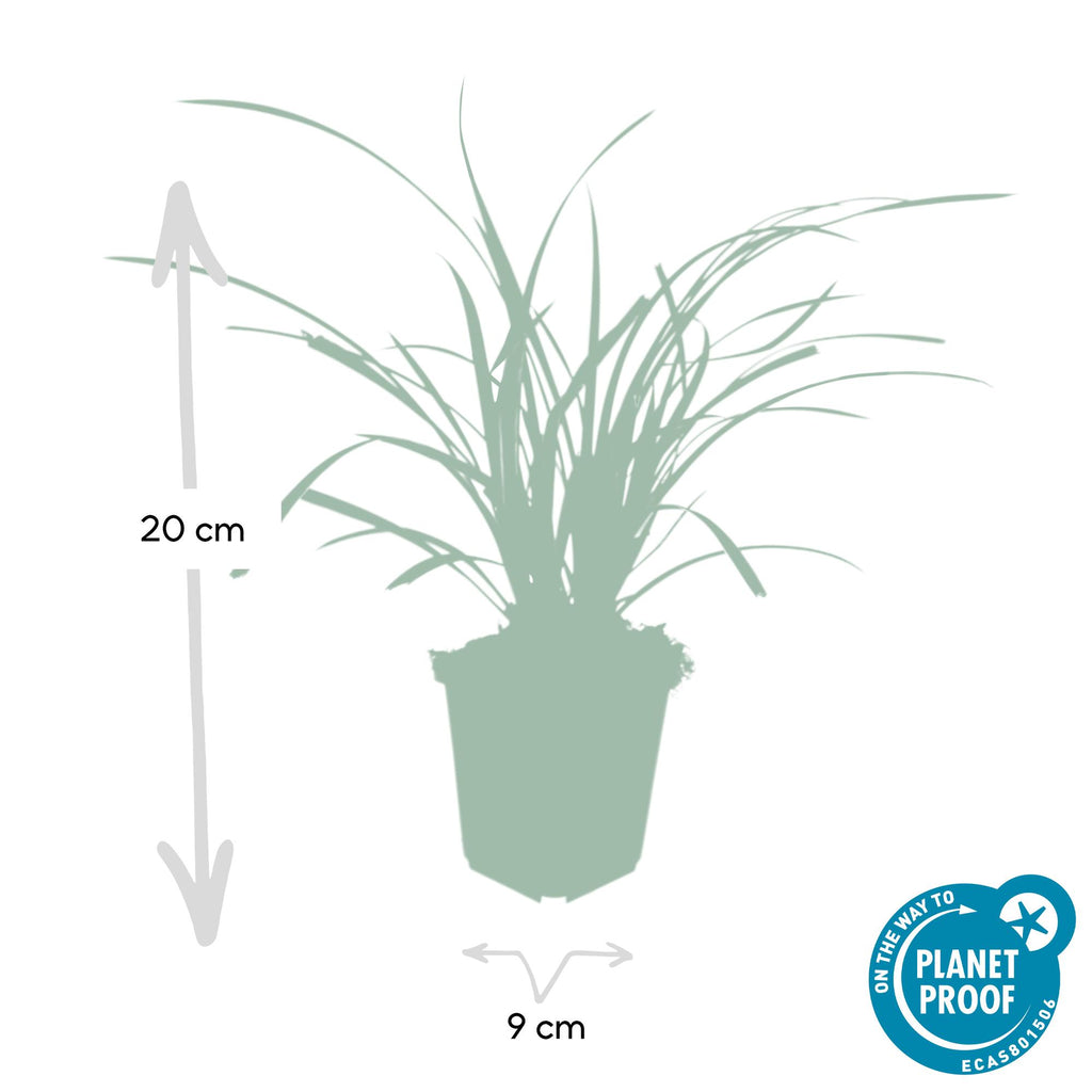 24x Carex morrowii 'Ice Dance' - ↕10-25cm - Ø9cm