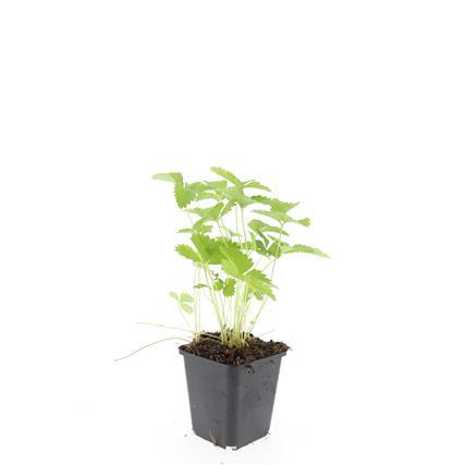 48x Fragaria vesca - ↕10-25cm - Ø9cm