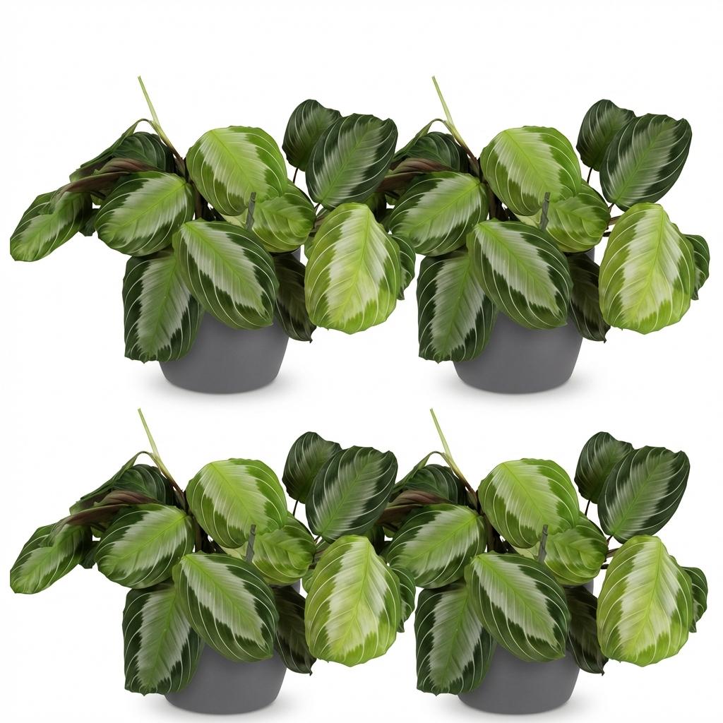 Kamerplant - Maranta Fascinator Silverband - Gebedsplant - Huisdiervriendelijke Plant - Groen - 4 Planten - met Potter Grijs - Pot 12cm - Hoogte 25cm