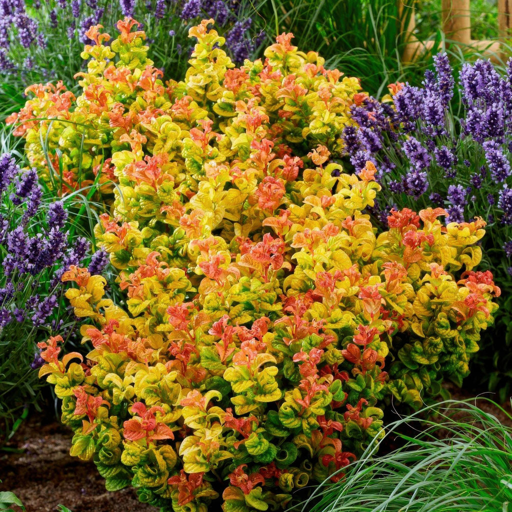 Tuinplant - Leucothoe Curly Gold - Geel - 2 Planten - Groenblijvend - Weinig Onderhoud - Pot 17cm Hoogte 40cm