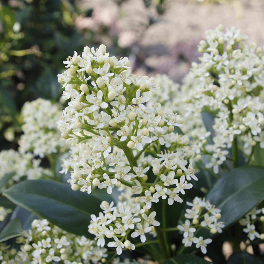 Terrasplant - Skimmia japonica Finchy - Bloem Wit - 10+ Bloemen - 3 Planten - Winterhard - Pot 10,5cm Hoogte 25cm