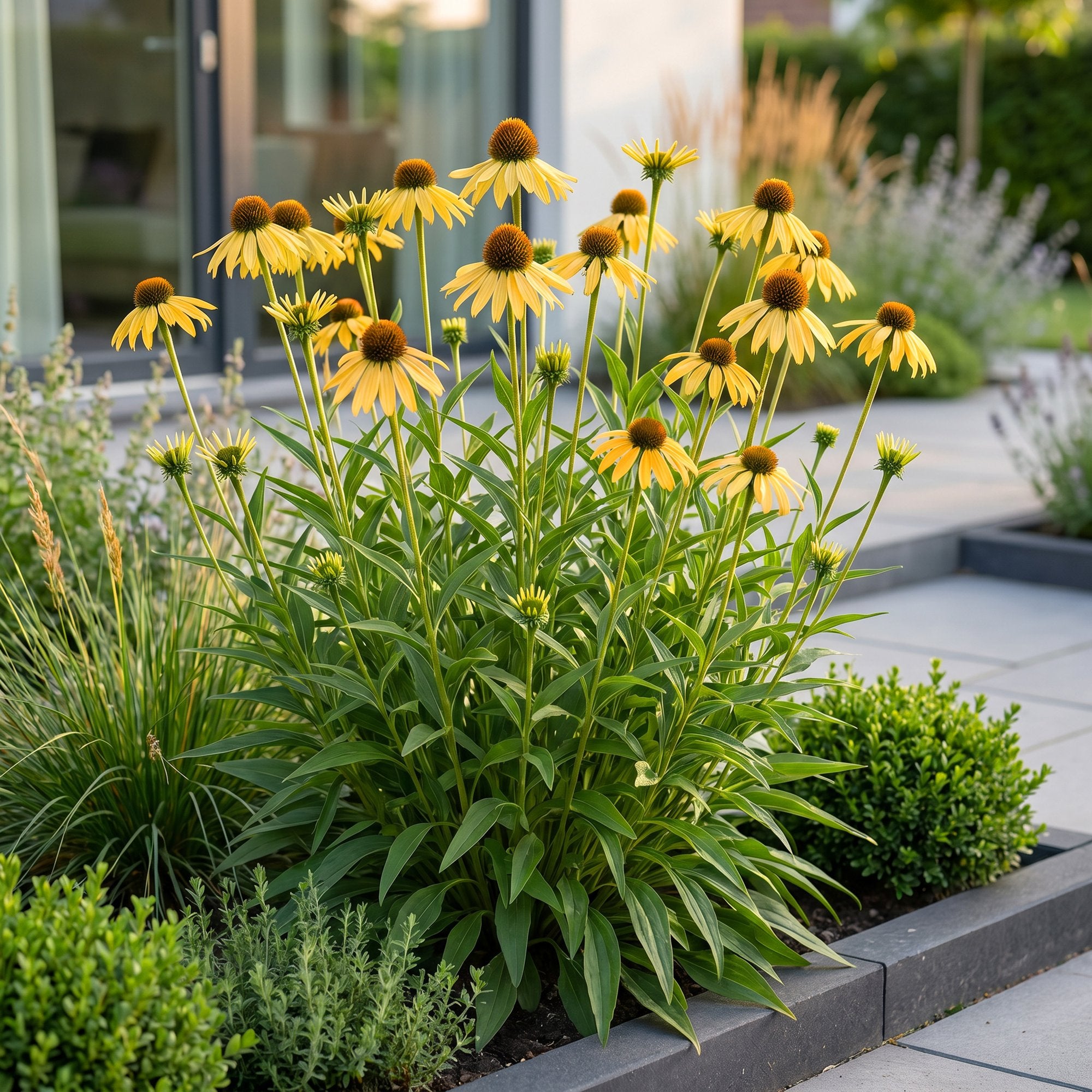 Vasteplant - Echinacea paradoxa - Zonnehoed - Bijen- en vlinderlokkers - Geel - 24 Planten - Pot 11cm - Hoogte 15-25cm