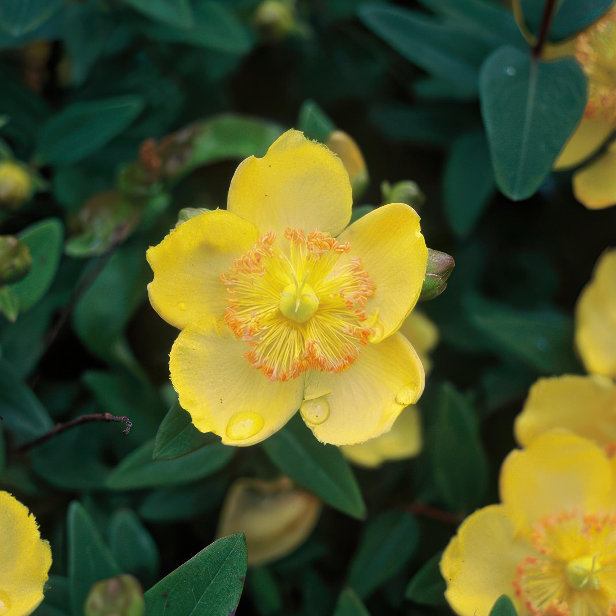 24x Hypericum calycinum - ↕10-25cm - Ø9cm