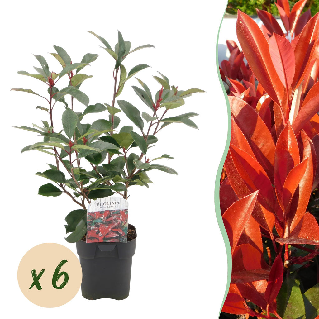 Haagplanten - Photinia fraseri Red Robin - groen rood  - 6 planten - 1 strekkende meter - groenblijvend - pot 17cm hoogte 50cm