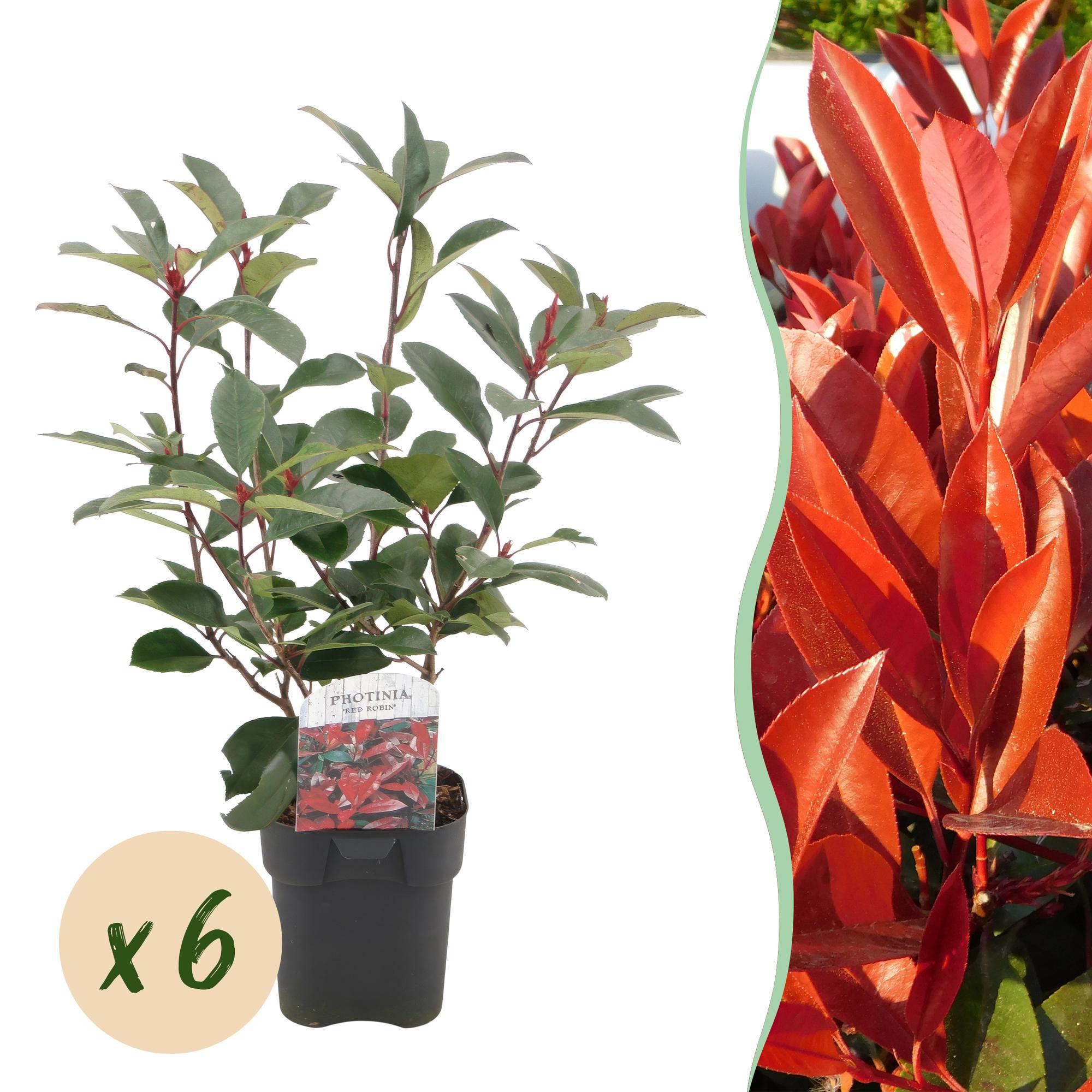 Haagplanten - Photinia fraseri Red Robin - groen rood  - 6 planten - 1 strekkende meter - groenblijvend - pot 17cm hoogte 50cm