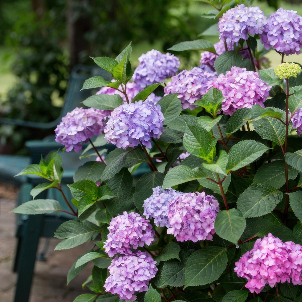 Tuinplant - Hydrangea Endles Summer Summer Love Purple - Hortensia - Winterhard - Paars - 4 Planten - Pot 14cm - Hoogte 20-25cm