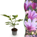 Tuinplant - Magnolia Betty - Bloem Wit - 1 Plant - Bladverliezend - Weinig Onderhoud - Pot 12cm Hoogte 30cm