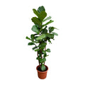 Ficus Lyrata vertakt XXL - 200cm - ø45-50 cm