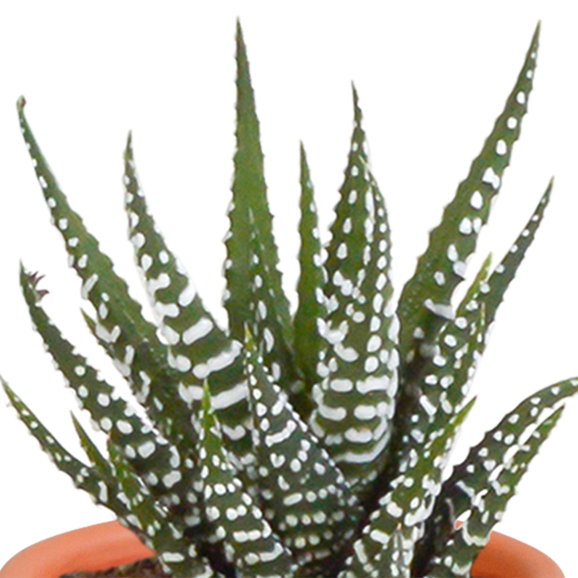 Cactus en vetplanten mix 5.5 cm | 15 stuks - in Mexicaanse pot
