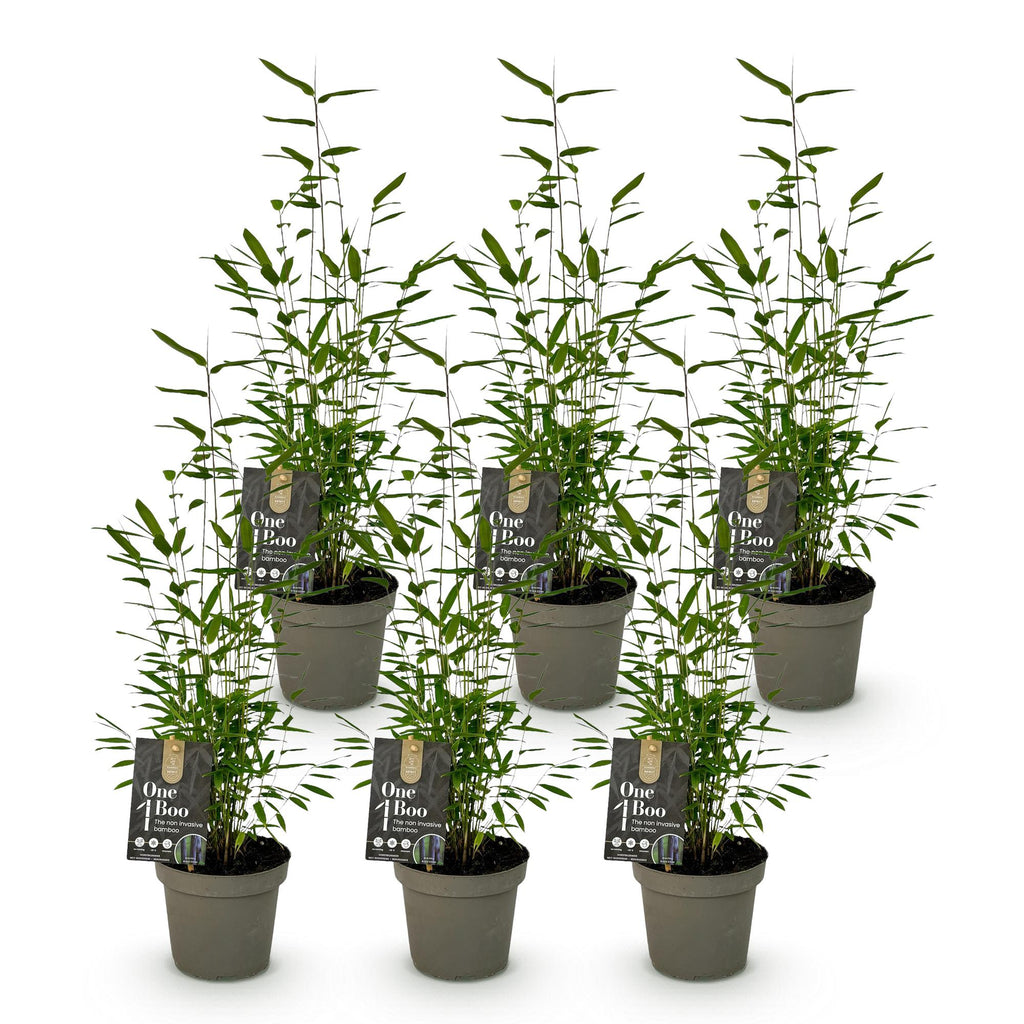 Bamboe - Fargesia Black Dragon - Bladhoudend - Niet Woekerend - Groen - 6 Planten - Pot 14cm - Hoogte 35cm